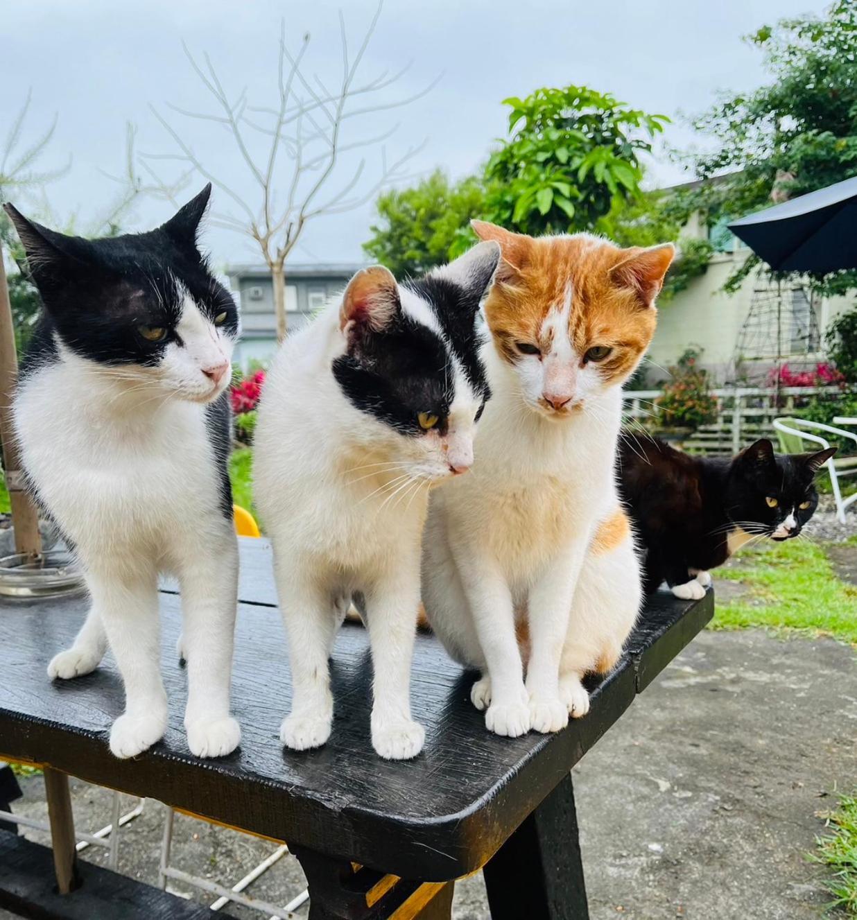 Cat Sky Country Homestay Sanxing Exterior photo