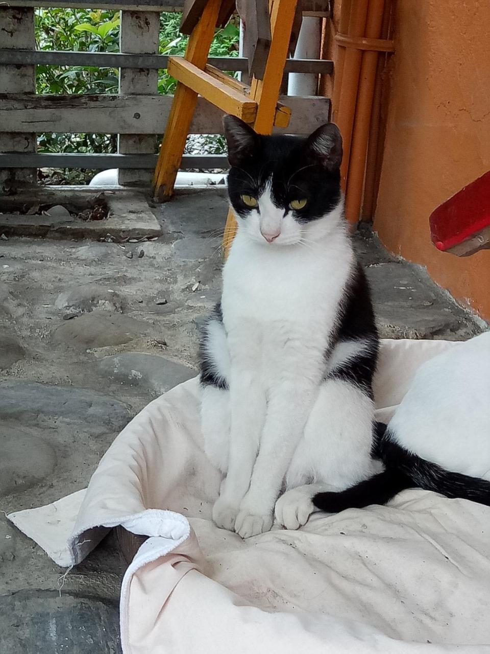 Cat Sky Country Homestay Sanxing Exterior photo